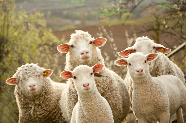 Sheep Image